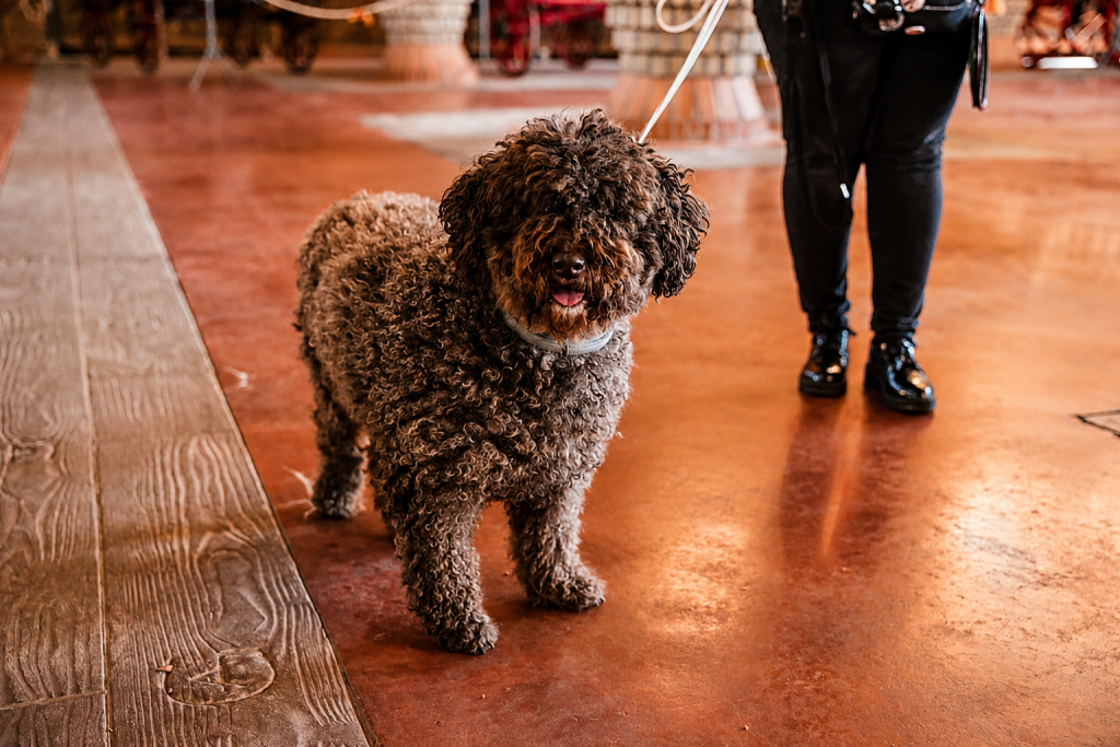 ChatGPT Image 16 ago 2026, 20_31_02 (4)